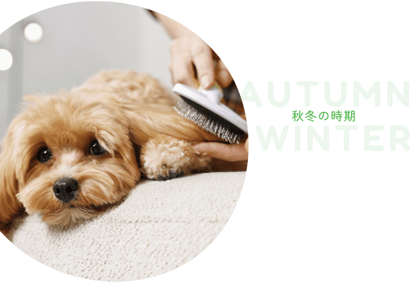 秋冬のケア画像