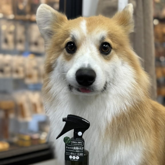 LENEEMスプレー使用例8