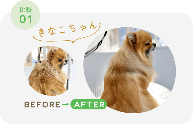 きなこちゃんの毛艶の比較画像