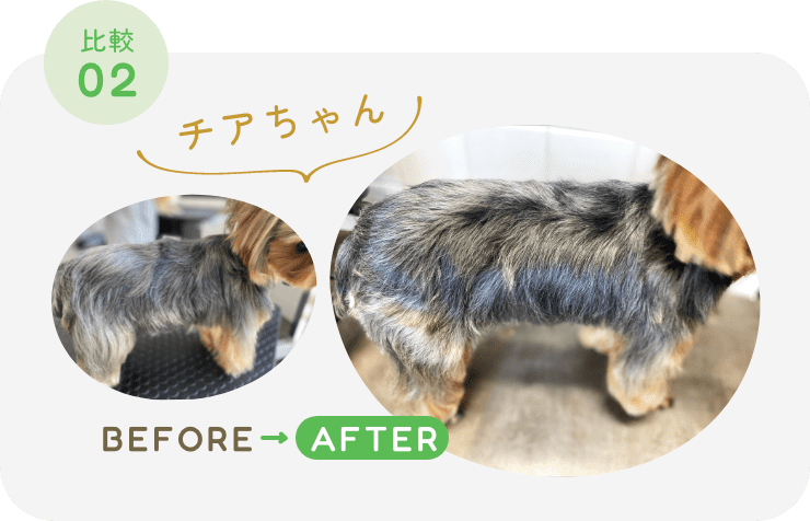 チアちゃんの毛艶の比較画像