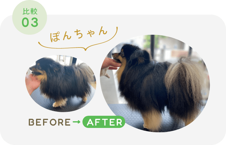 ぽんちゃんの毛艶の比較画像