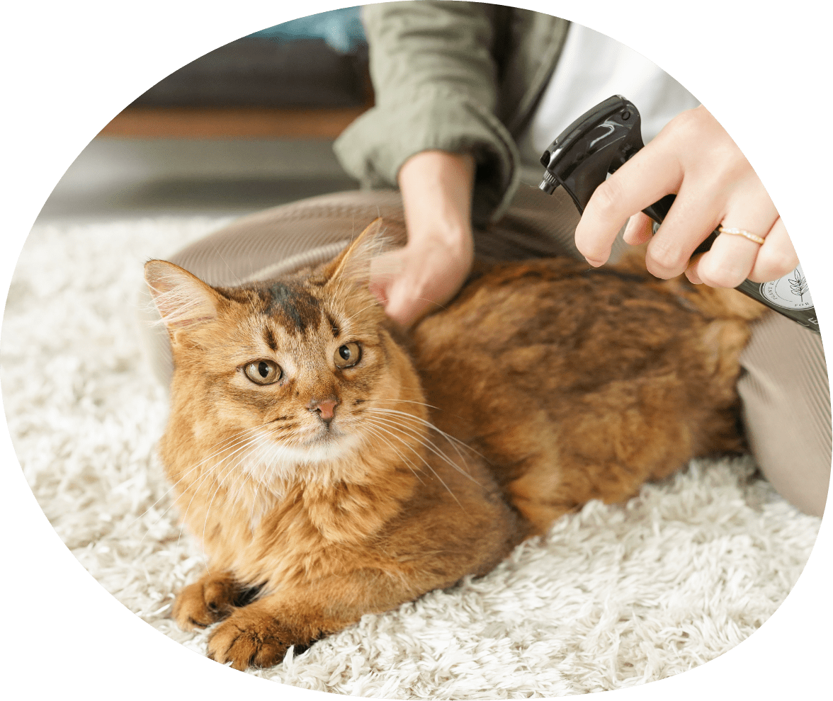 猫のメイン画像