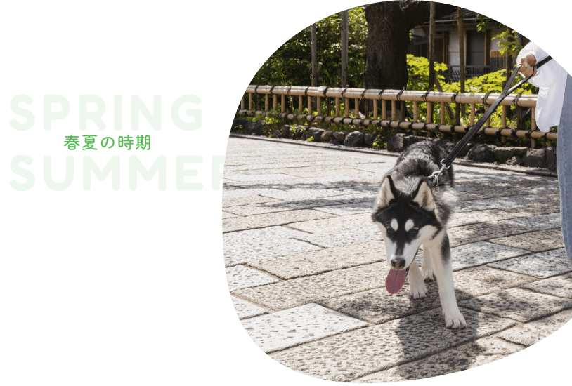 春夏のケア画像